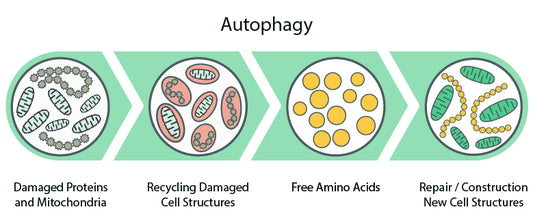 Entdecken Sie die Vorteile der Autophagie