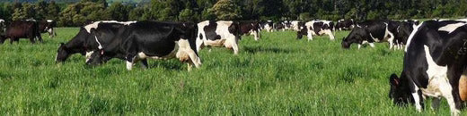 Was bedeutet "grass-fed" und was sind die gesundheitlichen Vorteile?