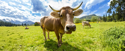 Was eine Bio-Zertifizierung wirklich bedeutet